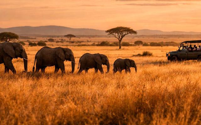 Kenya Safari Tour Package from India — Masai Mara Big 5